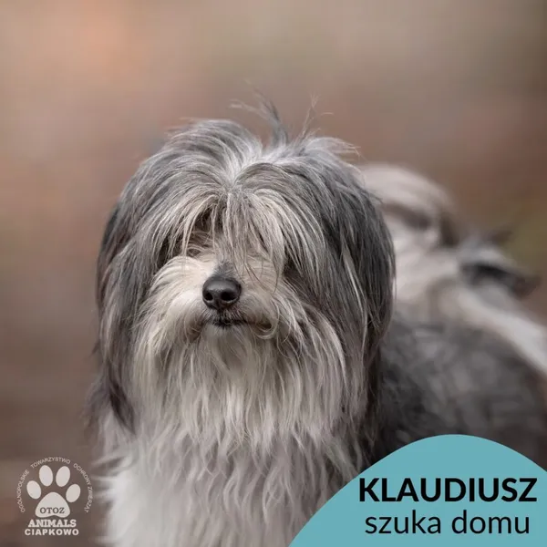 Pies do adopcji, Gdynia, 1 marca 2023 (1/4)