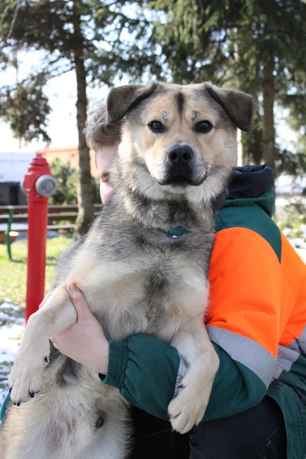 Pies do adopcji, Jelenia Góra, 20 lutego 2023 (5/5)