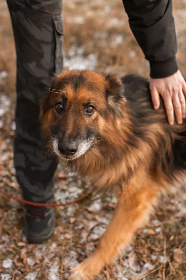 Pies do adopcji, Czartki, 23 stycznia 2022 (4/5)