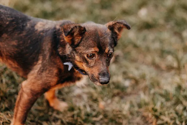 Pies do adopcji, Czartki, 30 stycznia 2023 (1/5)