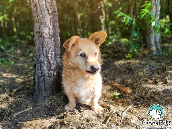 Pies do adopcji, Czartki, 18 stycznia 2021 (5/5)