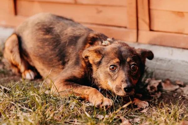 Pies do adopcji, Czartki, 30 stycznia 2023 (4/5)