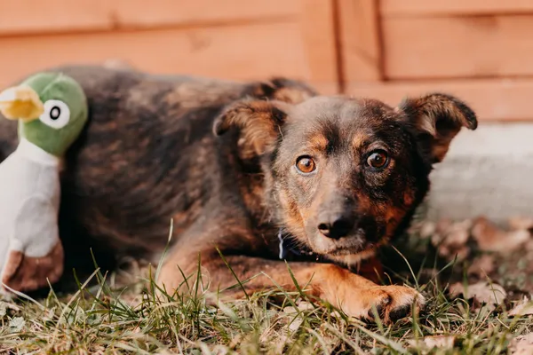 Pies do adopcji, Czartki, 30 stycznia 2023 (5/5)