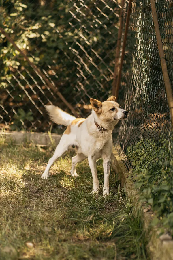 Pies do adopcji, Czartki, 1 września 2022 (1/5)