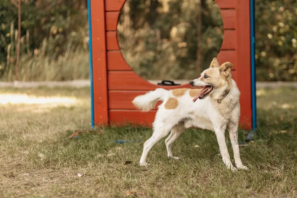 Pies do adopcji, Czartki, 1 września 2022 (4/5)