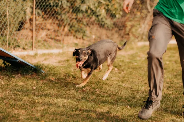 Pies do adopcji, Czartki, 17 września 2022 (3/5)