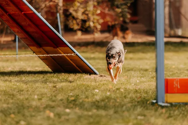 Pies do adopcji, Czartki, 17 września 2022 (5/5)