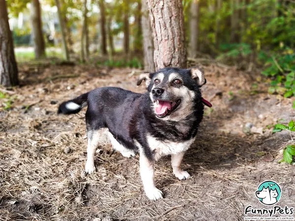 Pies do adopcji, Czartki, 4 stycznia 2021 (1/5)