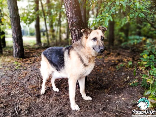 Pies do adopcji, Czartki, 2 listopada 2020 (4/5)