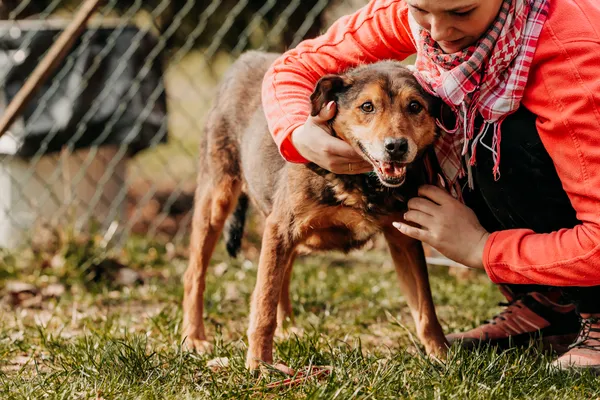 Pies do adopcji, Czartki, 30 maja 2020 (1/5)