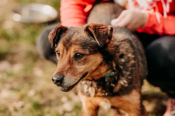 Pies do adopcji, Czartki, 30 maja 2020 (3/5)