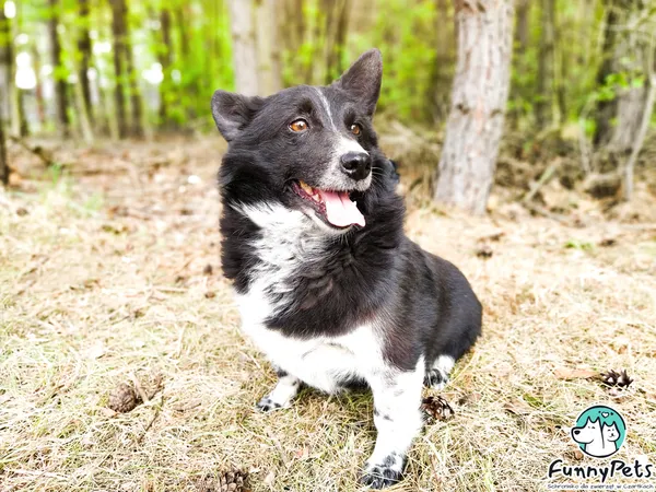 Pies do adopcji, Czartki, 20 września 2020 (1/3)