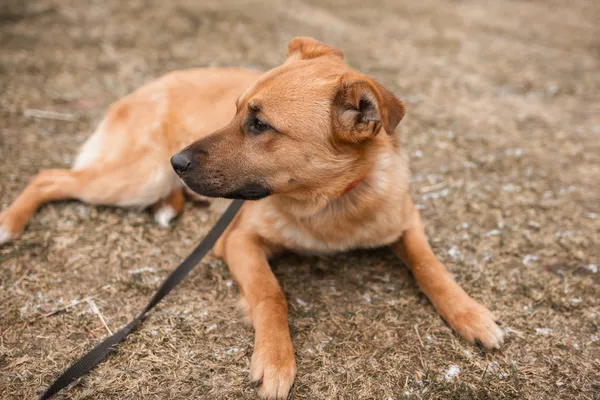 Pies do adopcji, Czartki, 18 stycznia 2022 (2/5)