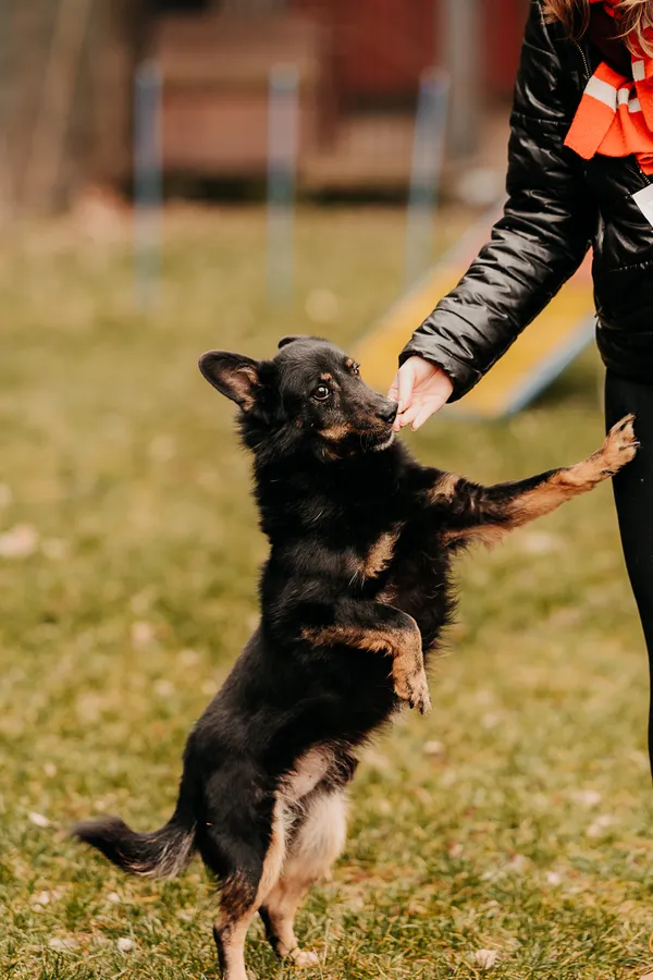 Pies do adopcji, Czartki, 15 sierpnia 2021 (3/5)