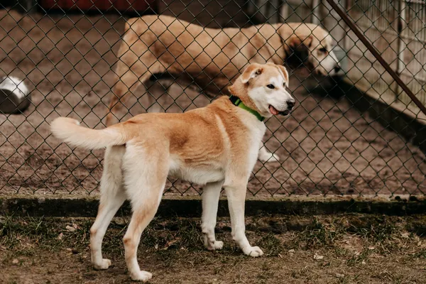 Pies do adopcji, Czartki, 31 stycznia 2023 (4/5)