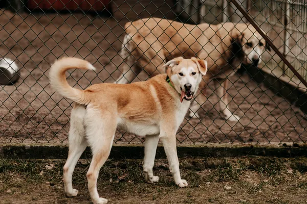 Pies do adopcji, Czartki, 31 stycznia 2023 (5/5)