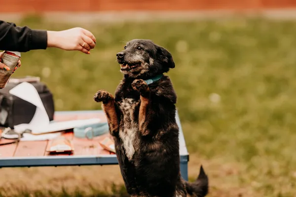 Pies do adopcji, Czartki, 18 maja 2020 (1/5)