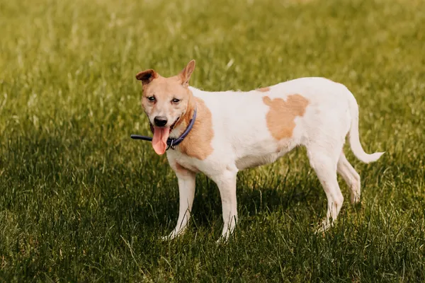 Pies do adopcji, Czartki, 12 czerwca 2020 (3/5)