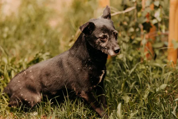 Pies do adopcji, Czartki, 16 czerwca 2020 (2/5)