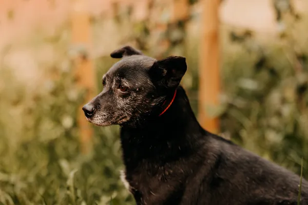 Pies do adopcji, Czartki, 16 czerwca 2020 (3/5)