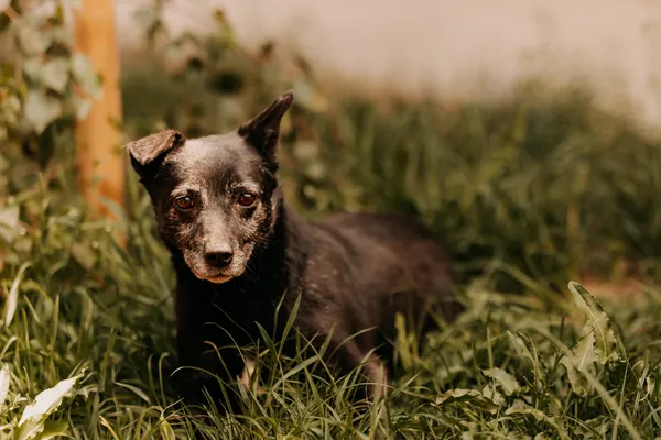 Pies do adopcji, Czartki, 16 czerwca 2020 (5/5)