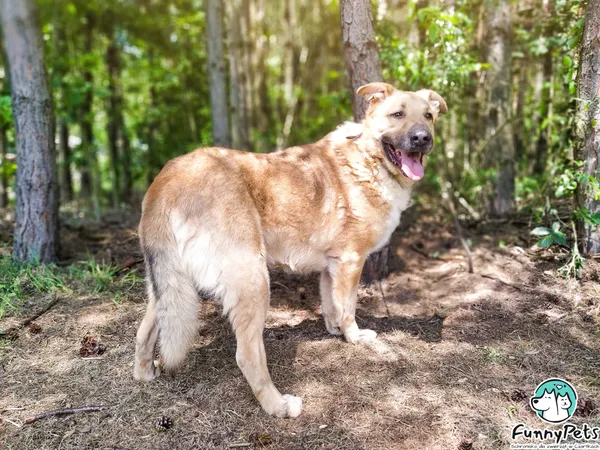 Pies do adopcji, Czartki, 2 października 2019 (4/4)