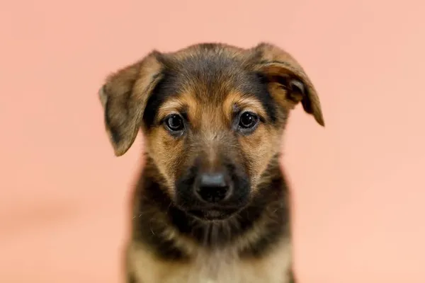 Pies do adopcji, Elbląg, 28 lutego 2023 (1/2)