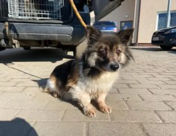 Znaleziono psa, Świdnica, 2 marca 2023