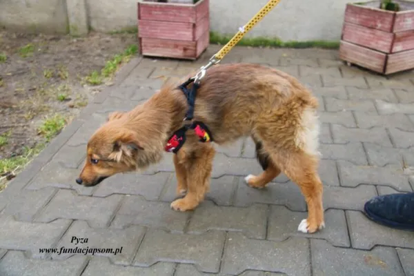 Pies do adopcji, Nowy Dwór Mazowiecki, 25 lutego 2023 (4/5)