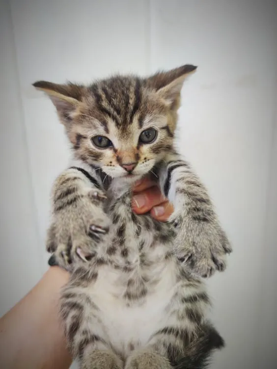 Kot do adopcji, Konin, 14 czerwca 2021 (1/2)