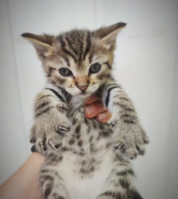Kot do adopcji, Konin, 14 czerwca 2021 (2/2)