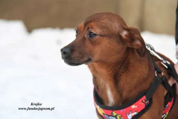 Pies do adopcji, Nowy Dwór Mazowiecki, 4 lutego 2023 (3/5)
