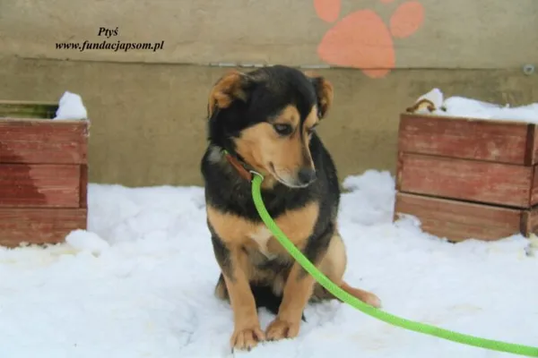Pies do adopcji, Nowy Dwór Mazowiecki, 6 lutego 2023 (2/5)