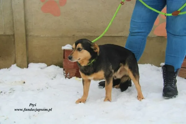 Pies do adopcji, Nowy Dwór Mazowiecki, 6 lutego 2023 (4/5)