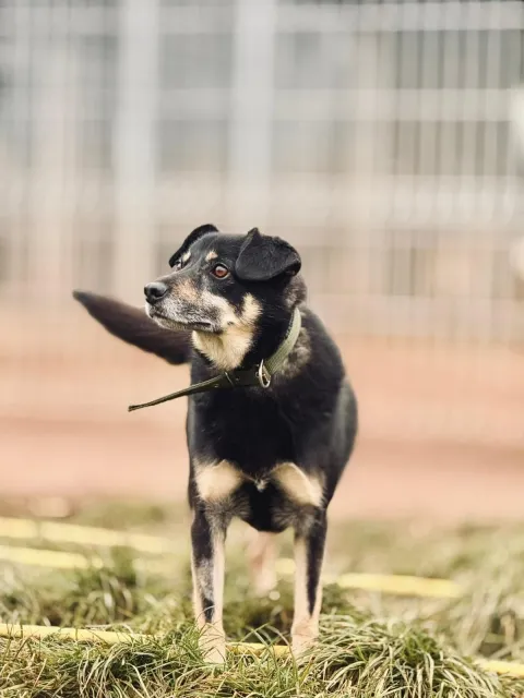 Pies do adopcji, Piła, 25 lipca 2022 (4/5)