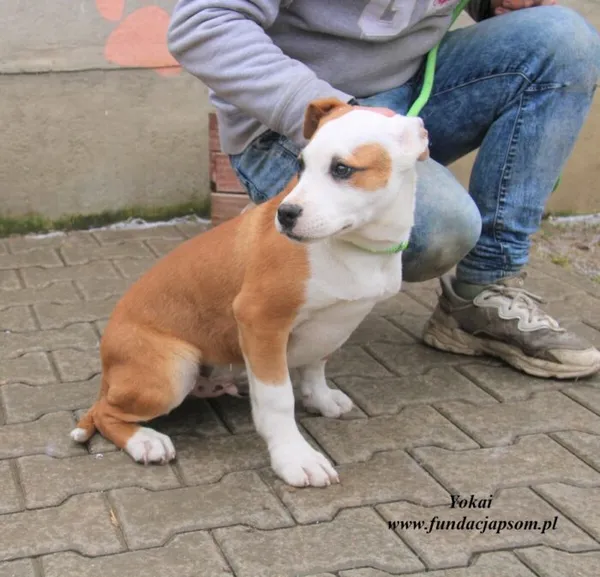 Pies do adopcji, Nowy Dwór Mazowiecki, 5 marca 2023 (1/3)