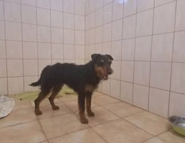 Znaleziono psa, Świdnica, 5 marca 2023