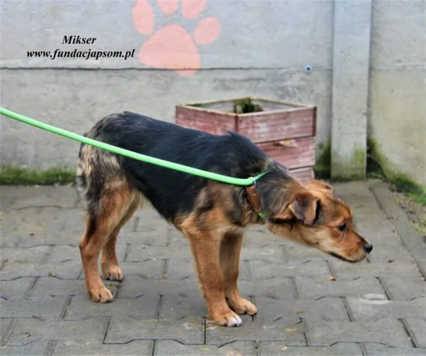 Pies do adopcji, Nowy Dwór Mazowiecki, 1 marca 2023 (2/5)