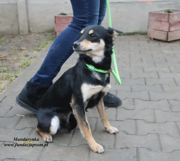Pies do adopcji, Nowy Dwór Mazowiecki, 1 marca 2023 (1/4)