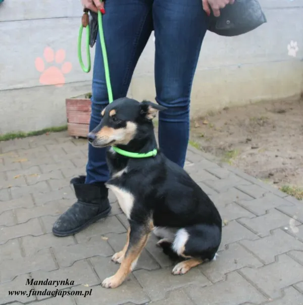 Pies do adopcji, Nowy Dwór Mazowiecki, 1 marca 2023 (3/4)