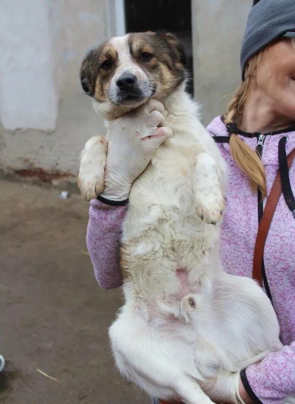 Pies do adopcji, Przyborówko, 6 marca 2023 (1/3)