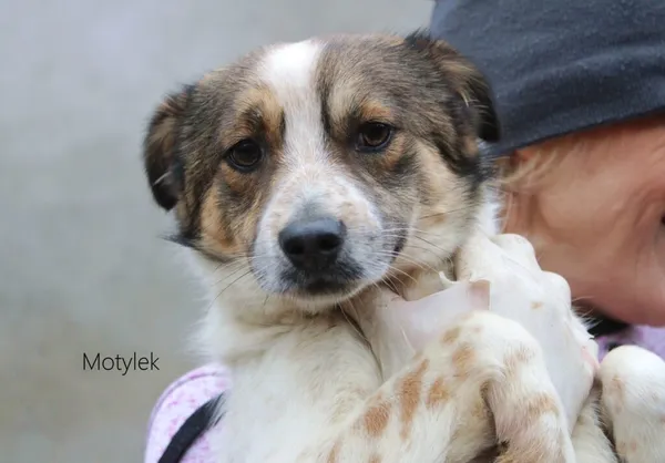 Pies do adopcji, Przyborówko, 6 marca 2023 (3/3)
