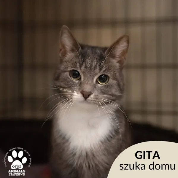 Kot do adopcji, Gdynia, 7 marca 2023