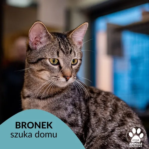 Kot do adopcji, Gdynia, 7 marca 2023