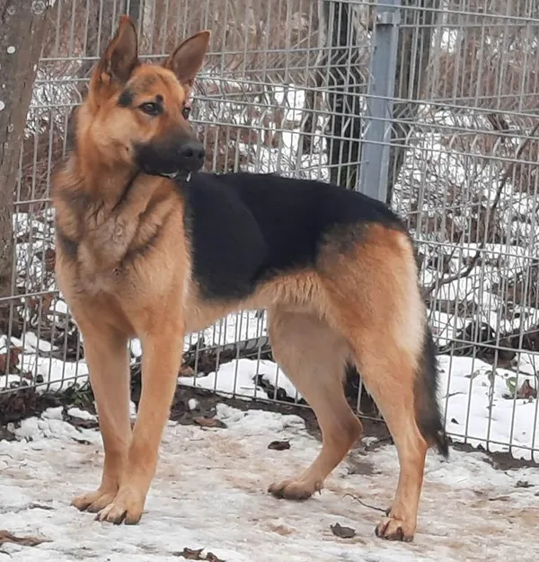 Znaleziono psa, Pieckowo, 3 lutego 2023 (1/2)