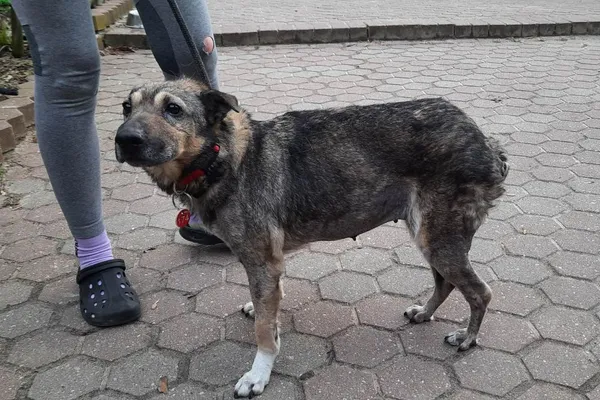 Znaleziono psa, Toruń, 4 marca 2023