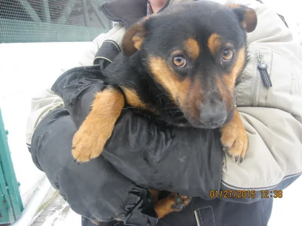 Znaleziono psa, Pieckowo, 13 maja 2022