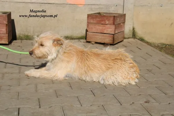 Pies do adopcji, Nowy Dwór Mazowiecki, 8 marca 2023 (4/5)