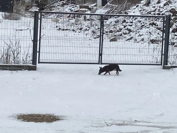 Znaleziono psa, Łódź, 8 marca 2023