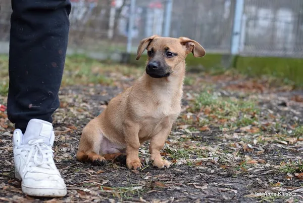 Znaleziono psa, Toruń, 16 stycznia 2023